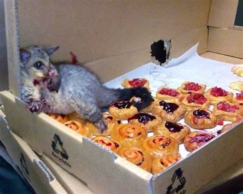 This Possum Ate So Many Donuts He Couldn T Move And Didn T Care Those