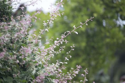 Free Images Tree Nature Branch Blossom Growth Meadow Leaf