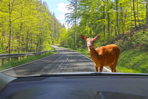 Zeitumstellung Im Oktober Gefahr F R Wildtiere Und Autofahrer Droht