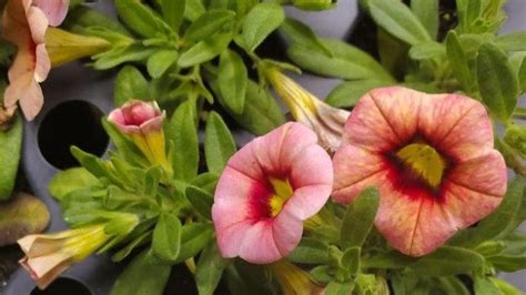 Watch Out For This New Calibrachoa Virus Greenhouse Grower