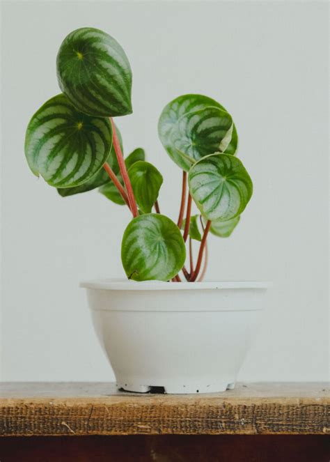 Peperomia Sandersii Plants Lovers Uy