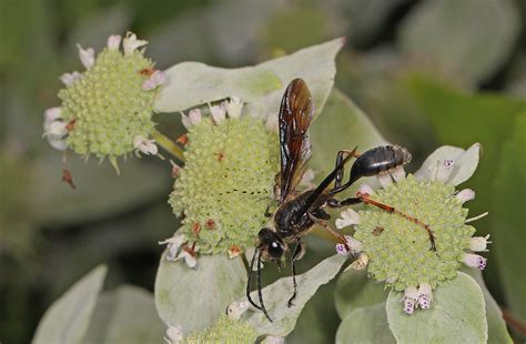 Thread Waisted Wasp Isodontia Species Julie Metz Wetlan Flickr