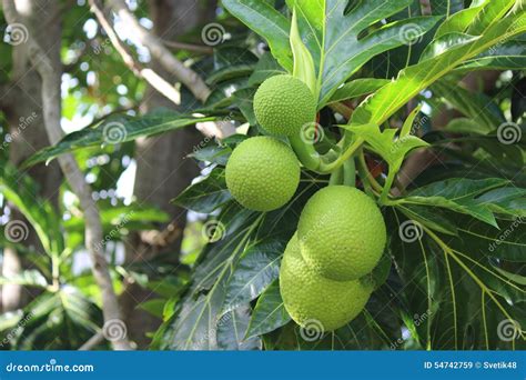 Jamaican Breadfruit