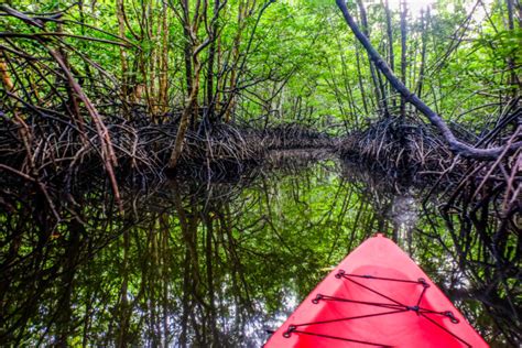 10 Best Places for Kayaking in Fort Myers, FL (and Nearby!) - Florida ...