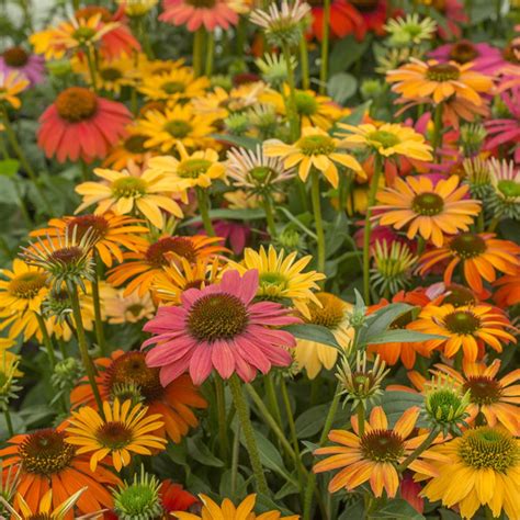 Van Zyverden Echinacea Cheyenne Spirit Set Of 5 Plant Roots Multicolor