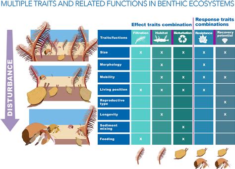 Biological Traits Approaches In Benthic Marine Ecology Dead Ends And