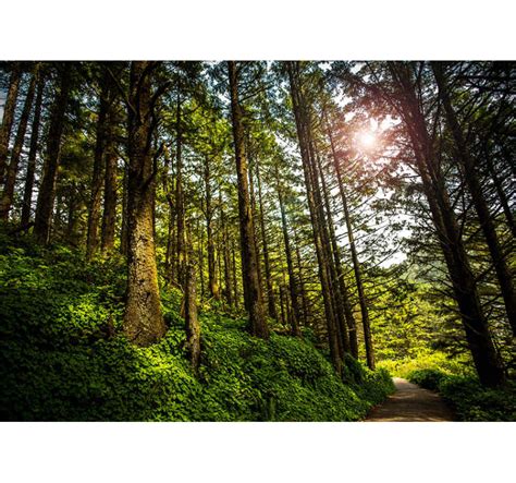 Fotomural Bosque Verde Con Destello Solar Tenvinilo