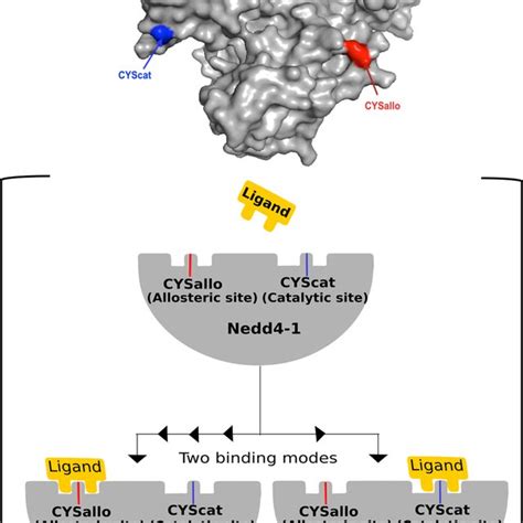 Allosteric Versus Catalytic Covalent Inhibition Of Nedd4 1 E3 Ubiquitin