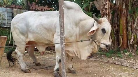 Sapi Ongole Raksasa Di Indonesia YouTube