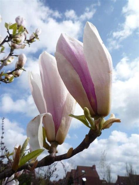 Magnolia - Beverboom: verzorging, bloei, standplaats