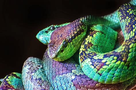 Snake Viper Reptile - Free photo on Pixabay - Pixabay