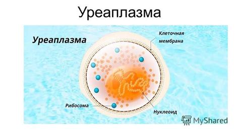 Презентация на тему: "Уреаплазма Уреаплазма по размерам приближается к ...