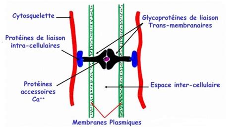 Jonctions cellules épitheliales Flashcards Quizlet