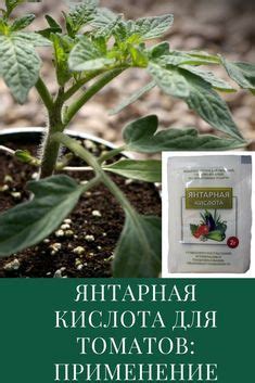 Янтарная кислота для томатов – применение для рассады, замачивание ...