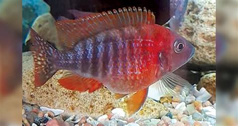 The Fascinating World Of Lake Malawi Cichlids Creature Companions