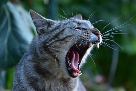 Dry Food Vs Wet Food Mana Yang Terbaik Untuk Kucing