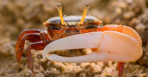 Fiddler Crab Recipe Dandk Organizer