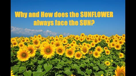 Why And How Does The Sunflower Always Face The Sun Youtube