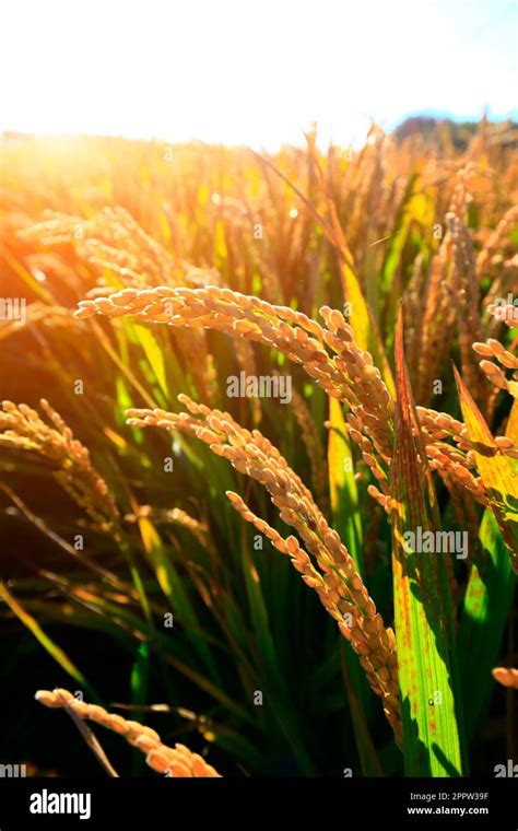 The Autumn Rice Fields Stock Photo Alamy