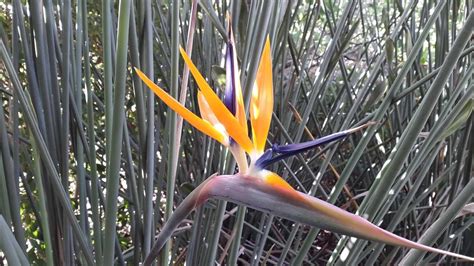 Strelitzia juncea Ingrid, Victoria, Nursery, Bird, Landscape, Plants ...