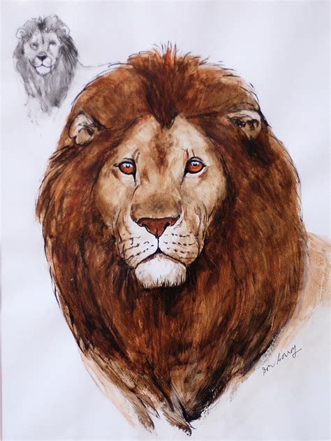 Lion Study Gouache Sold Don Conroy