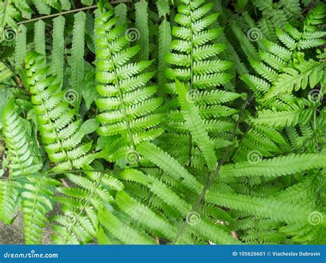 Foto Naturale Del Primo Piano Del Cespuglio Della Foglia Della Felce