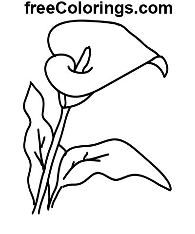 Dessin Au Trait Dart Calla Lily Coloriages Gratuits Imprimer