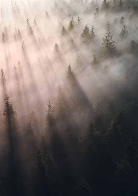 Above And Beyond Mist Forest Fine Art Print Sam Binding Photography