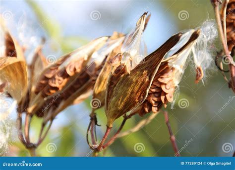 Milkweed Pods With Seeds Stock Photo Image Of Delicate 77289124