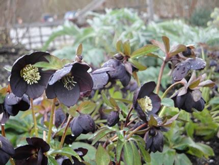 PLANT OF THE WEEK – WINTER JEWELS BLACK DIAMOND HELLEBORE