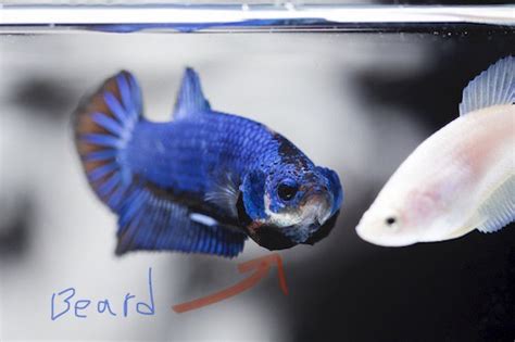 Female Vs Male Betta Fish Which Is Better To Keep