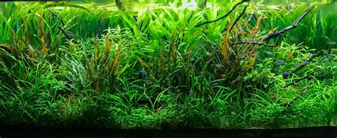 Tamed Jungle. 120p Low light aquascape | Aquatic Plant Forum