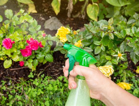 5 Homemade Pesticides For Your Garden - Backyard Boss