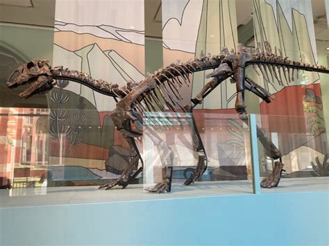 "April" the Tenontosaurus Dinosaur Fossil on Display