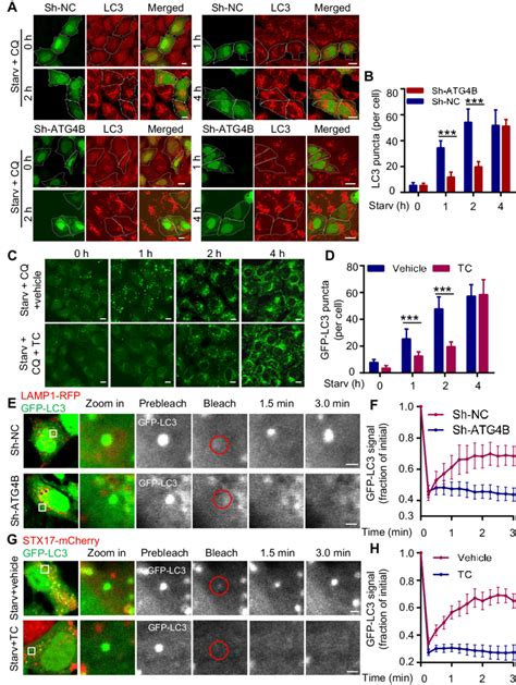 Atg B Regulates The Cycling Of Lc And The Efficiency Of Autophagosome