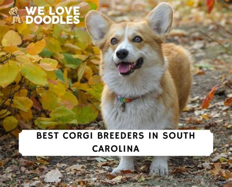 5 Best Corgi Breeders in South Carolina!