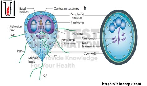 Giardia lamblia