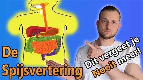 Het Spijsverteringsstelsel Anatomie En Functie Youtube