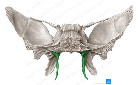 Medial Plate Of Pterygoid Process Of Sphenoid Bone 4400 Kenhub