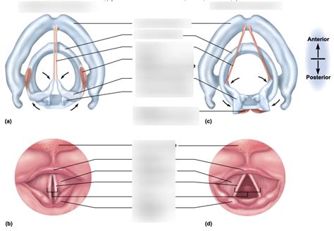 A P Ii Lab Respiratory System Exercise Figure Diagram Quizlet