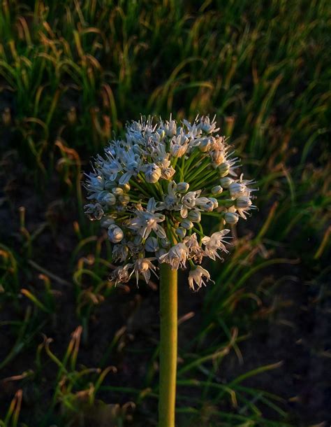 Fiore Bianco Bianca - Foto gratis su Pixabay