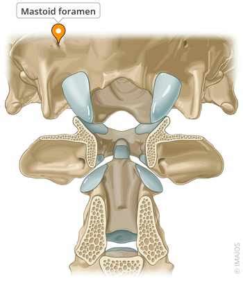 Mastoid Foramen Vet Anatomy Imaios
