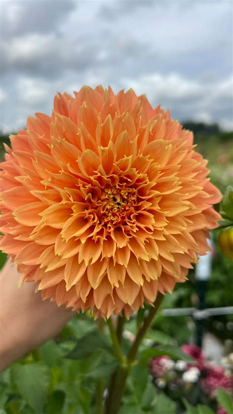 A slowed-down version of how to divide a dahlia clump! You can divide