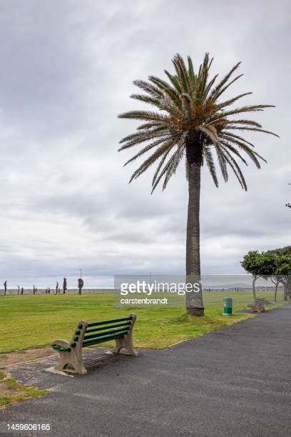 City Palm Trees Ground Level Photos And Premium High Res Pictures