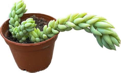 Суккулент, Седум Flytrap салатовый, 5 дм, 1 шт - купить по выгодной ...