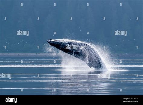 Humpback Whale Megaptera Novaeangliae Breeching Point Adolphus Icy