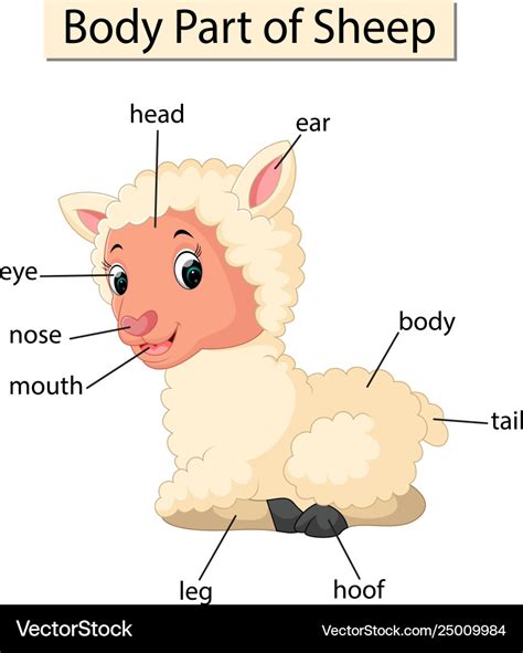 Anatomy Of Sheep Body Parts