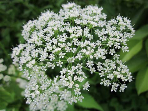 Ground elder - characteristics, cultivation, care and use - live-native.com