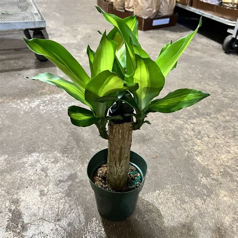 6 inch mass cane corn plant – The (KC) Plant Factory