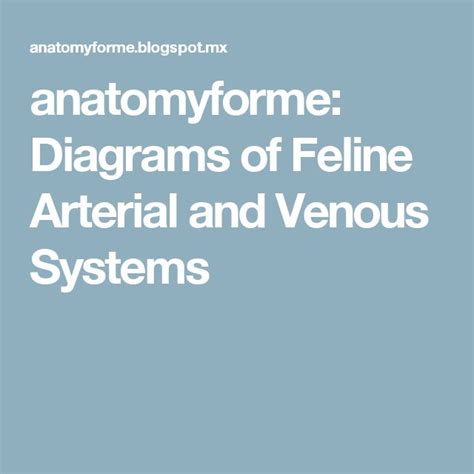 Anatomyforme Diagrams Of Feline Arterial And Venous Systems Anatom A